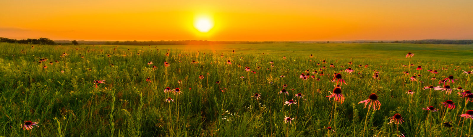 field of wildflowers and the sun setting in the background