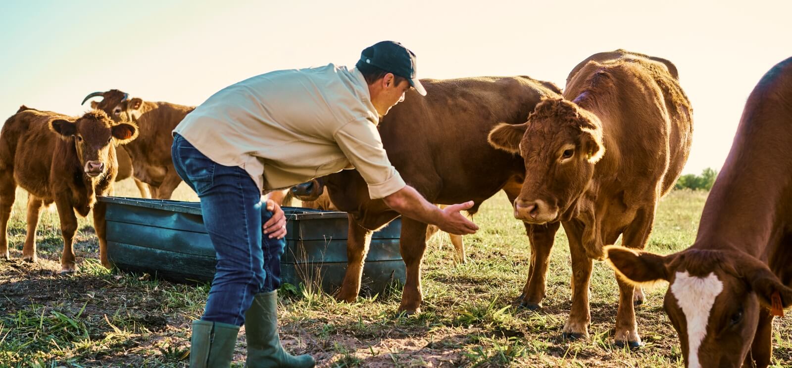 Farmer attempting to approach cattle in a field